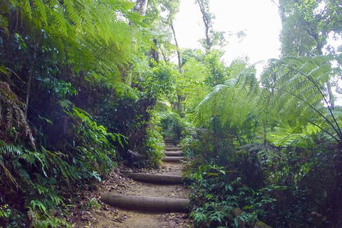 Byron Bay Kayaking With Dolphins And Mount Warning Sunrise Climb Including Overnight Camping And BBQ Dinner - Attractions Sydney 5