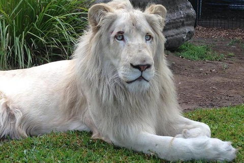 Private Shoalhaven Zoo Experience From Sydney - Attractions Sydney 1