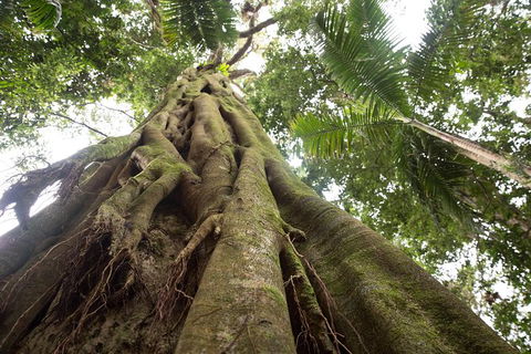 Byron Bay Combo: Hinterland Tour Including Minyon Falls And Kayaking With Dolphins - Attractions Sydney 13