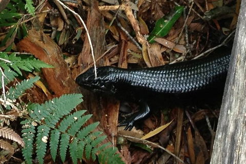 Byron Bay Combo: Hinterland Tour Including Minyon Falls And Kayaking With Dolphins - Attractions Sydney 3