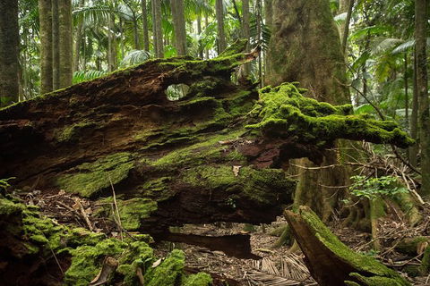 Byron Bay Combo: Hinterland Tour Including Minyon Falls And Kayaking With Dolphins - Attractions Sydney 8