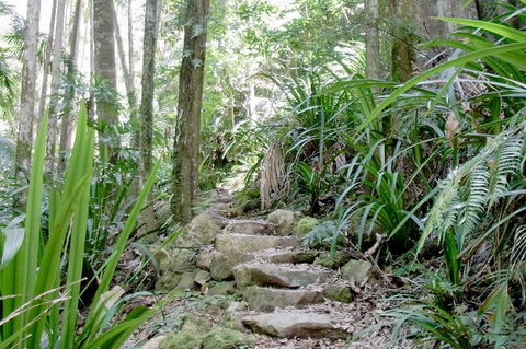 Byron Bay Combo: Hinterland Tour Including Minyon Falls And Kayaking With Dolphins - Attractions Sydney 4