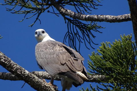 Brunswick Heads Rainforest Eco-Cruise - Attractions Sydney 7