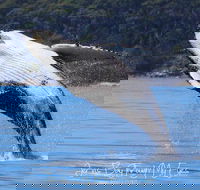 Whale Watching Jervis Bay - Attractions Sydney