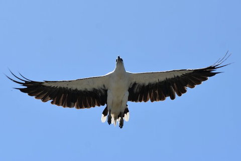 Tweed River And Rainforest Eco Cruise - Attractions Sydney 7