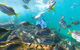 Manly Snorkel Trip And Nature Walk With Local Guide - thumb 1
