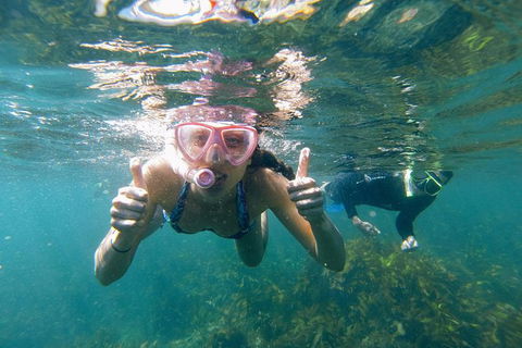 Manly Snorkel Trip And Nature Walk With Local Guide - Attractions Sydney 2