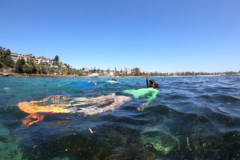 Manly Snorkel Trip And Nature Walk With Local Guide - Attractions Sydney 10