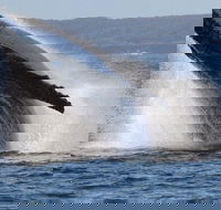 Jervis Bay Whale Watching Tour - Attractions Sydney