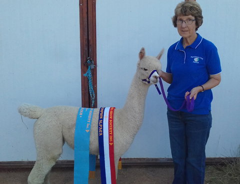 Marchmont Park Alpacas - Attractions Sydney 0