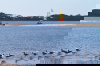 Australind