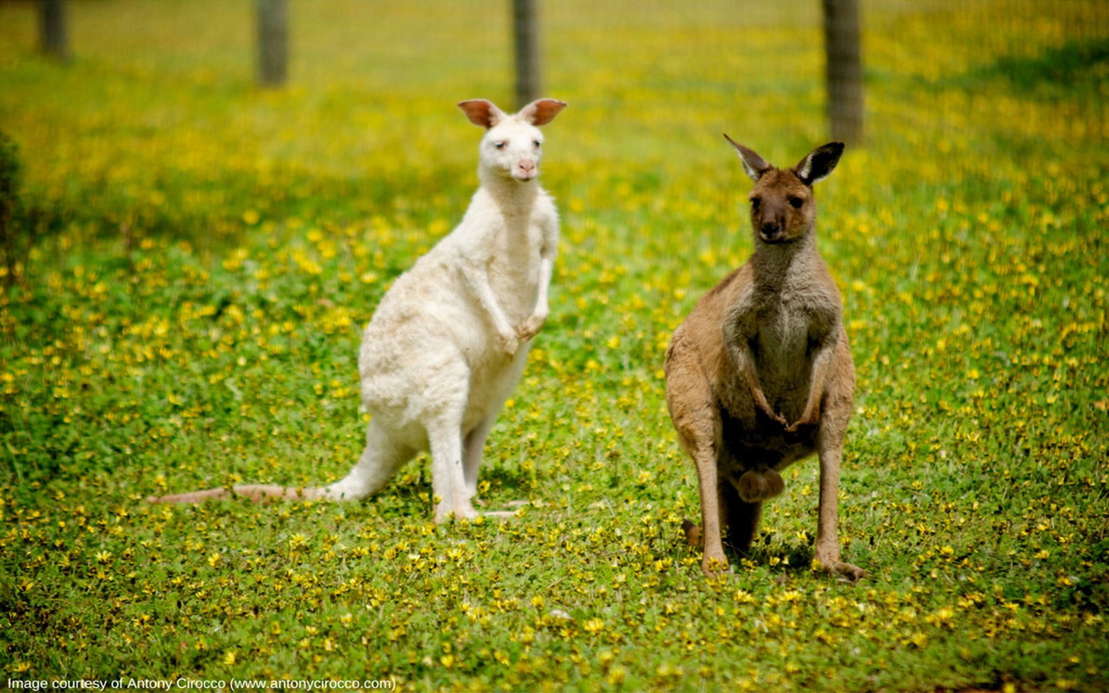 Zoos Melbourne VIC Attractions Sydney