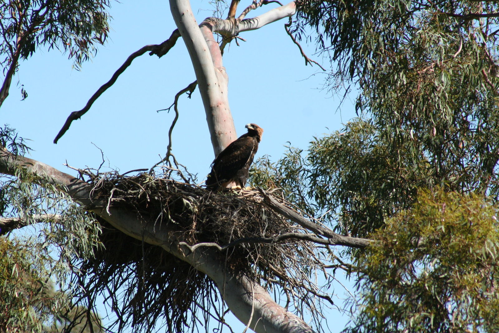 Leneva VIC Attractions Sydney