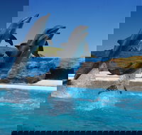Dolphin Marine Conservation Park - Attractions Sydney