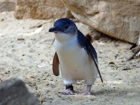 Granite Island Nature Park - Guided Penguin Tours - Attractions Sydney 0