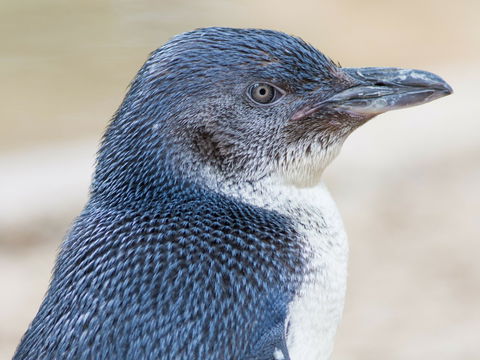 Granite Island Nature Park - Guided Penguin Tours - Attractions Sydney 1