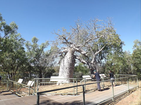 Gregory's Tree, Timber Creek - Attractions Sydney 0