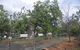 Gregory's Tree, Timber Creek - thumb 1