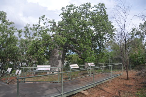 Gregory's Tree, Timber Creek - Attractions Sydney 1