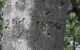 Gregory's Tree, Timber Creek - thumb 2