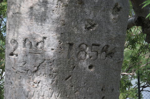 Gregory's Tree, Timber Creek - Attractions Sydney 2