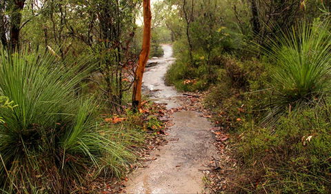 Great North Walk - Brisbane Water National Park - Attractions Sydney 0