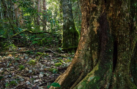 Hidden Treasure Track - Attractions Sydney 0