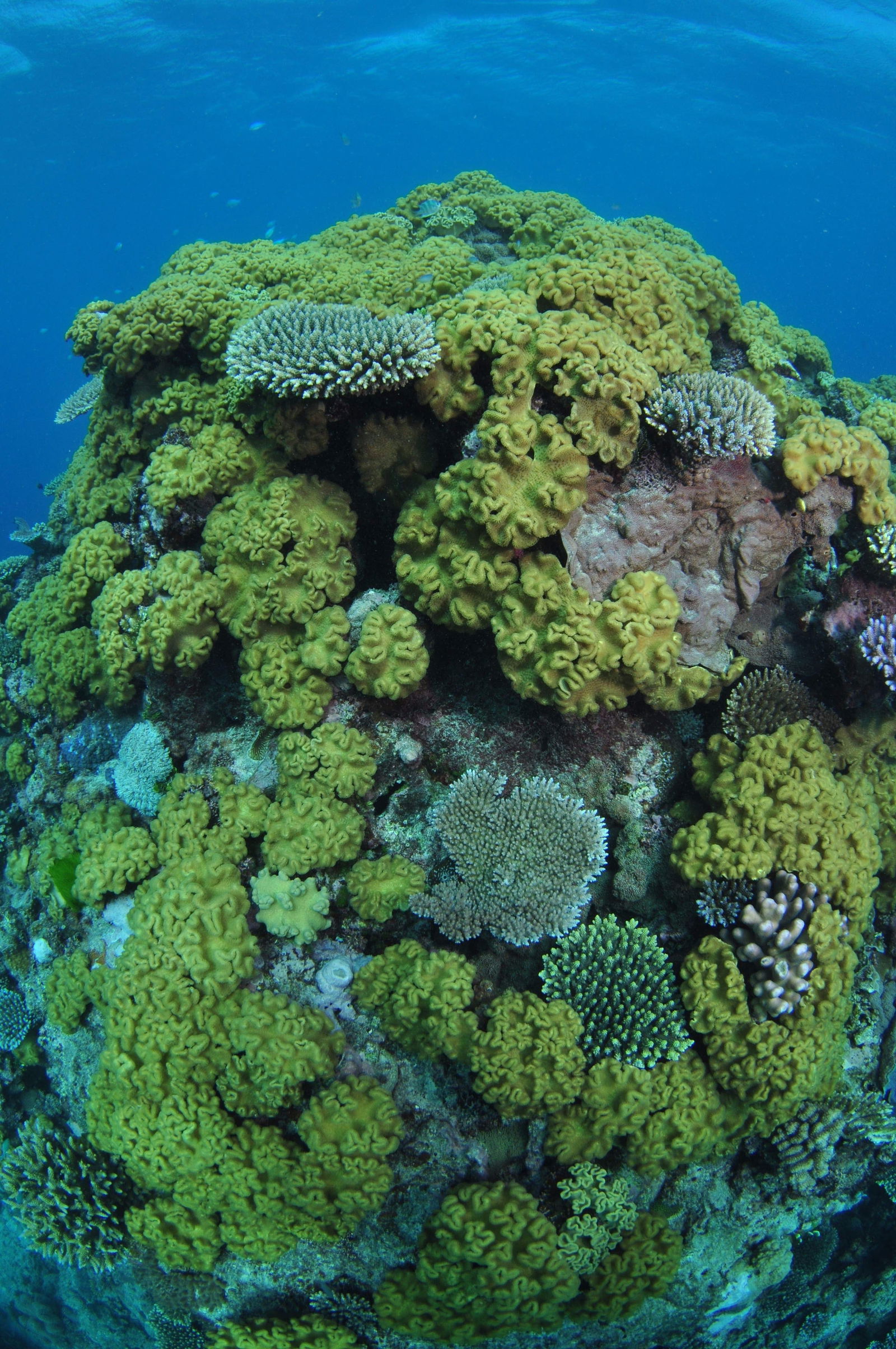 Townsville QLD Attractions Sydney