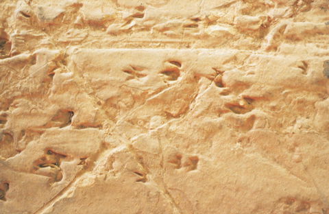Lark Quarry Conservation Park - Attractions Sydney 2