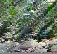 Lyrebird track - Attractions Sydney