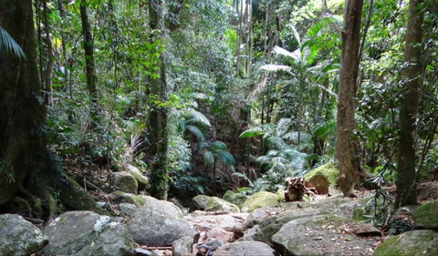 Lyrebird Track - Attractions Sydney 0