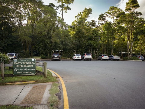 Mary Cairncross Scenic Reserve Rainforest Walk - Attractions Sydney 1