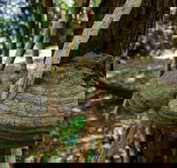 Mount Keira Ring Track - Attractions Sydney