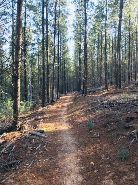 Mountain Bike Trails Tumbarumba - Attractions Sydney 1