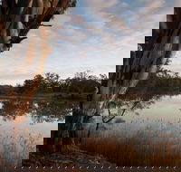 Murray-Kulkyne Regional Park - Attractions Sydney