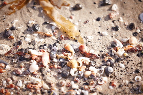 Mushroom Reef Beach - Attractions Sydney 1