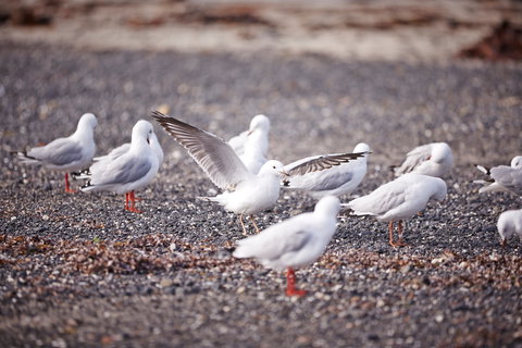 Mushroom Reef Beach - Attractions Sydney 2
