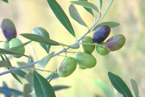 Olives Of Beaulieu - Attractions Sydney 2
