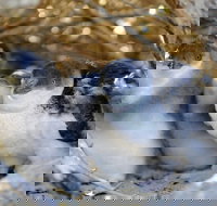 Penguin Island - Attractions Sydney