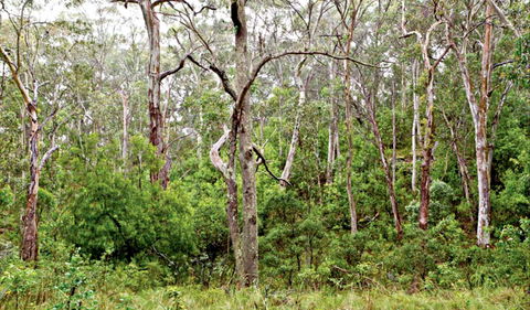 Scutts Hut Trail - Attractions Sydney 0
