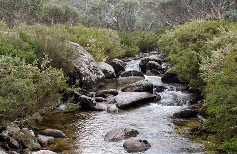 Thredbo River Track - Attractions Sydney 0