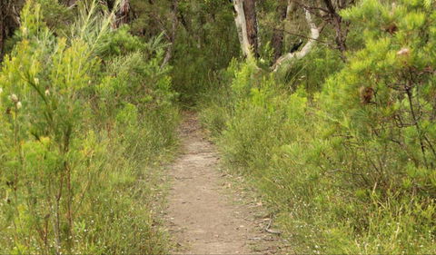 Three Views Walking Track - Attractions Sydney 0