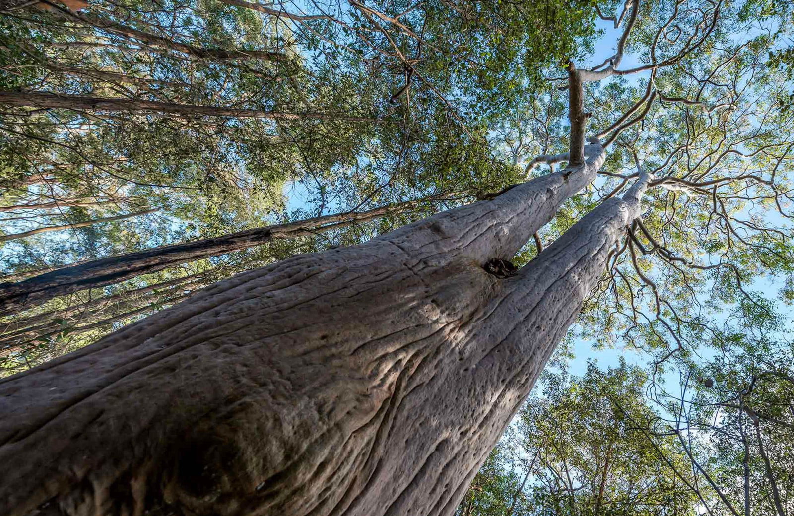 Wallumatta Nature Reserve East Ryde