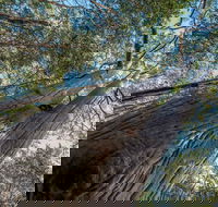 Wallumatta Nature Reserve - Attractions Sydney