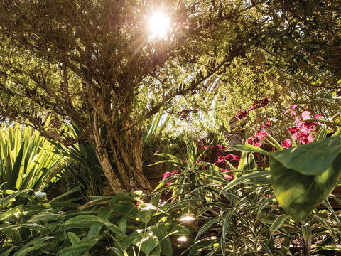 Wendy Whiteley's Secret Garden - Attractions Sydney 1