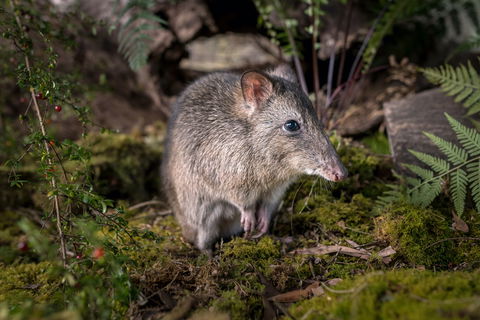 Wildlife Wonders - Attractions Sydney 0