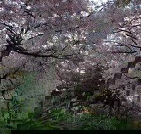 Wildwood Garden - Attractions Sydney