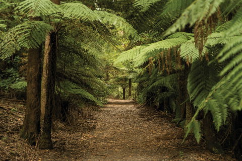 William Ricketts Sanctuary - Attractions Sydney 2