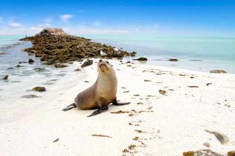 Abrolhos Islands - Attractions Sydney 0
