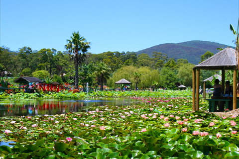 Blue Lotus Water Garden - Attractions Sydney 1